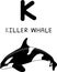 A capital letter of K killer whale orÂ orca in black and white color theÂ oceanic dolphinÂ family and being the largest mammals